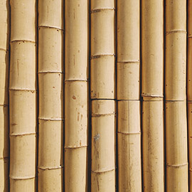 bamboo