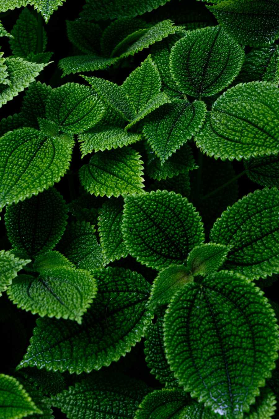 Tworzenie stron przy pomocy WordPress CMS