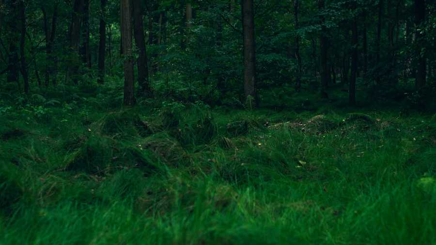 Akcja sprzątanie – Otwarci na środowisko – vol.3